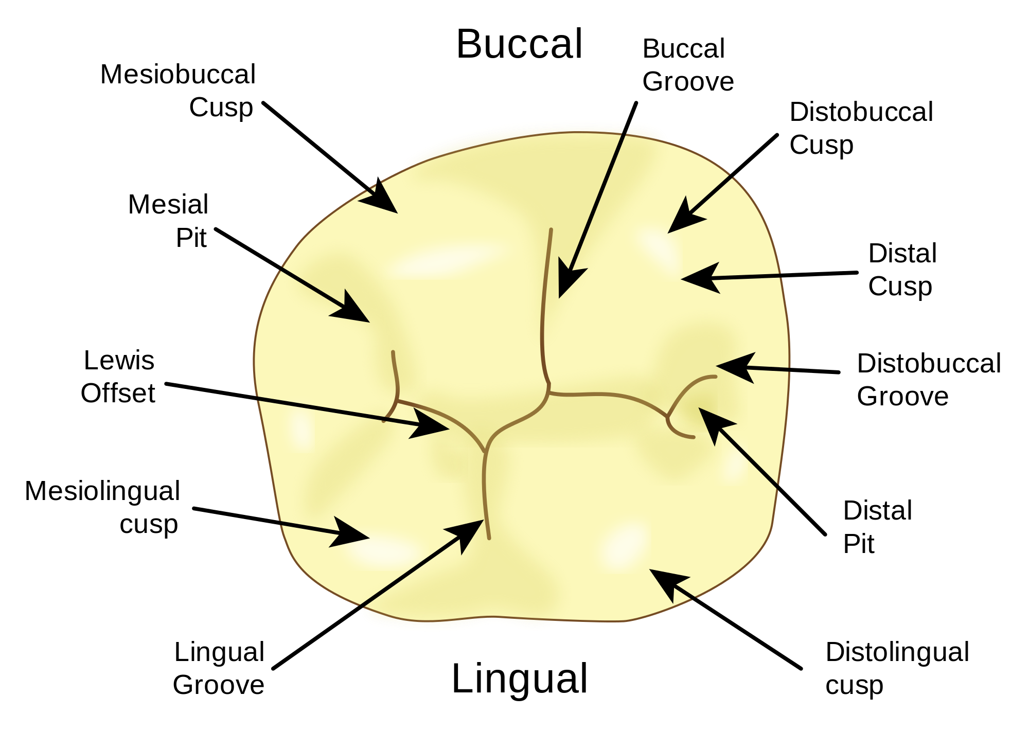 Your Tooth Surfaces Explained Dental Clinique